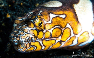 Napolean snake eel/photographed with a 60 mm macro lens a... by Laurie Slawson 